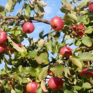 яблоня розочка плоды