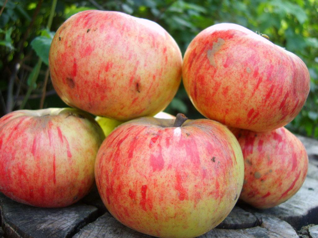 Зимние сорта яблонь для Волгоградской области: яблоня винное