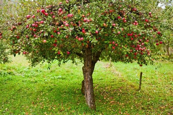Сорта Алтайских Яблонь Фото
